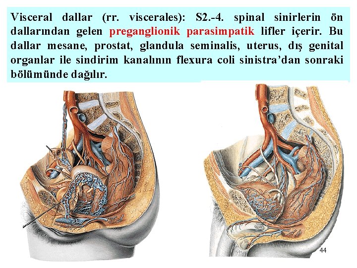 Visceral dallar (rr. viscerales): S 2. -4. spinal sinirlerin ön dallarından gelen preganglionik parasimpatik