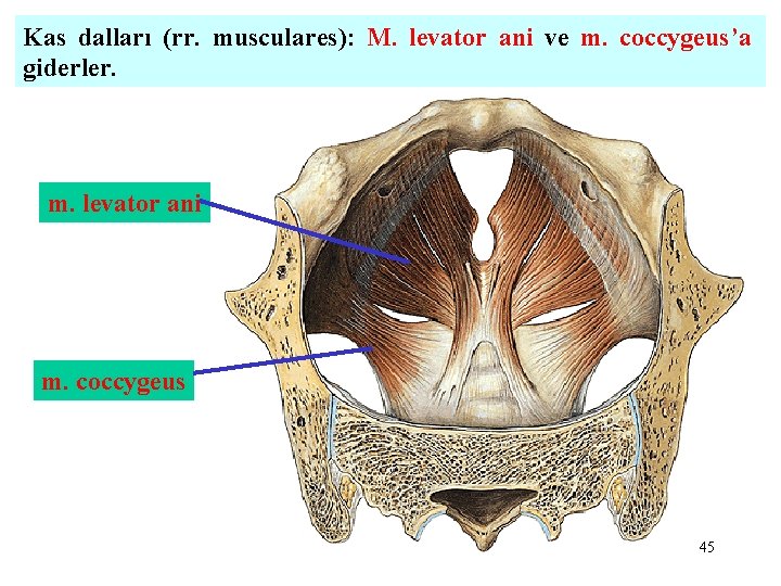 Kas dalları (rr. musculares): M. levator ani ve m. coccygeus’a giderler. m. levator ani