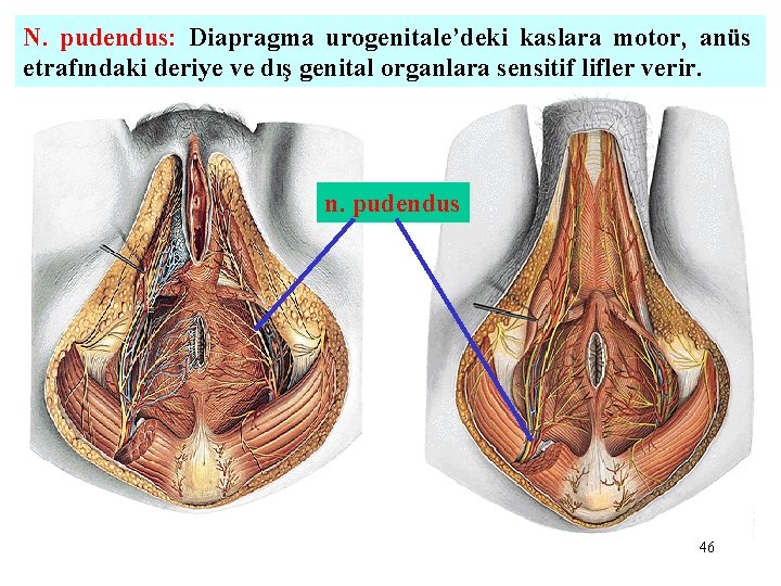 N. pudendus: Diapragma urogenitale’deki kaslara motor, anüs etrafındaki deriye ve dış genital organlara sensitif