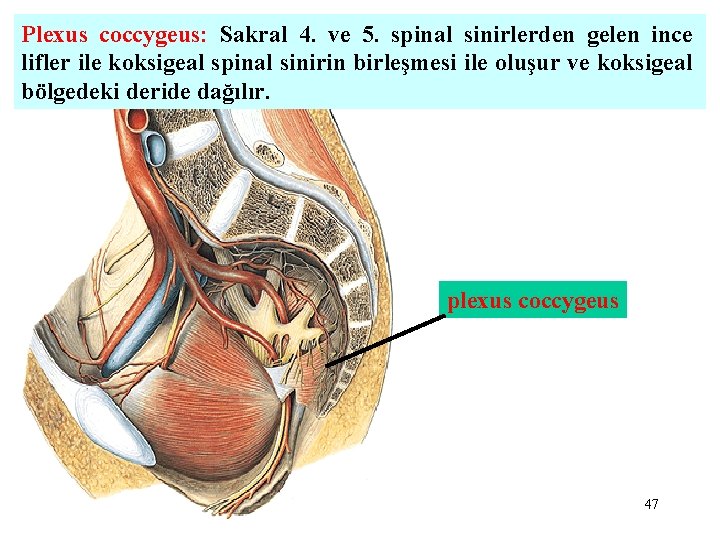 Plexus coccygeus: Sakral 4. ve 5. spinal sinirlerden gelen ince lifler ile koksigeal spinal