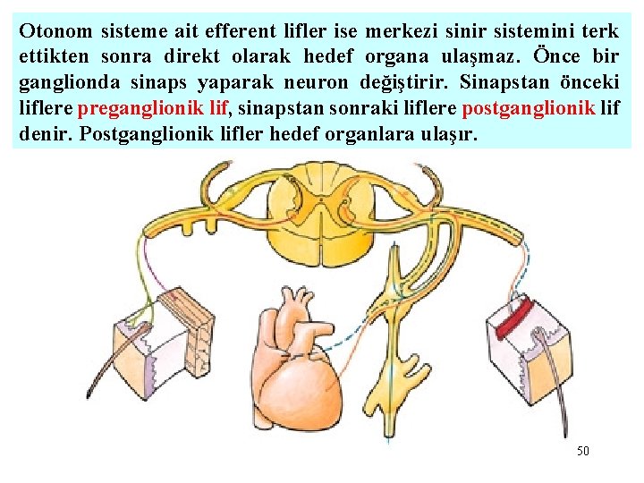 Otonom sisteme ait efferent lifler ise merkezi sinir sistemini terk ettikten sonra direkt olarak
