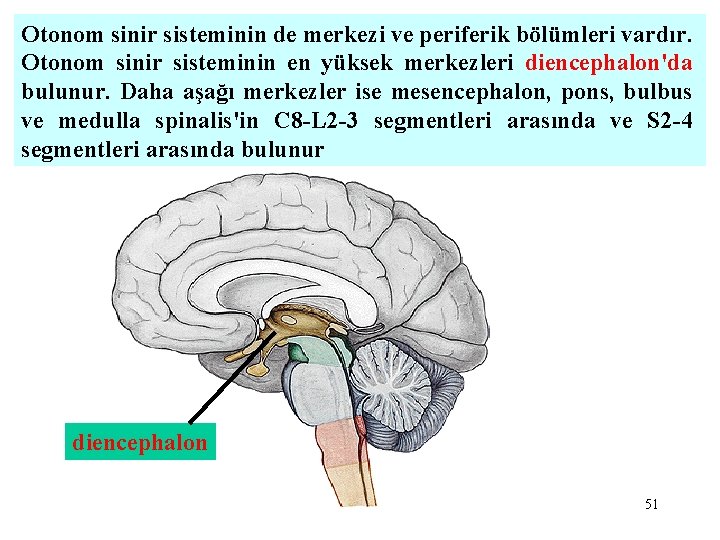 Otonom sinir sisteminin de merkezi ve periferik bölümleri vardır. Otonom sinir sisteminin en yüksek