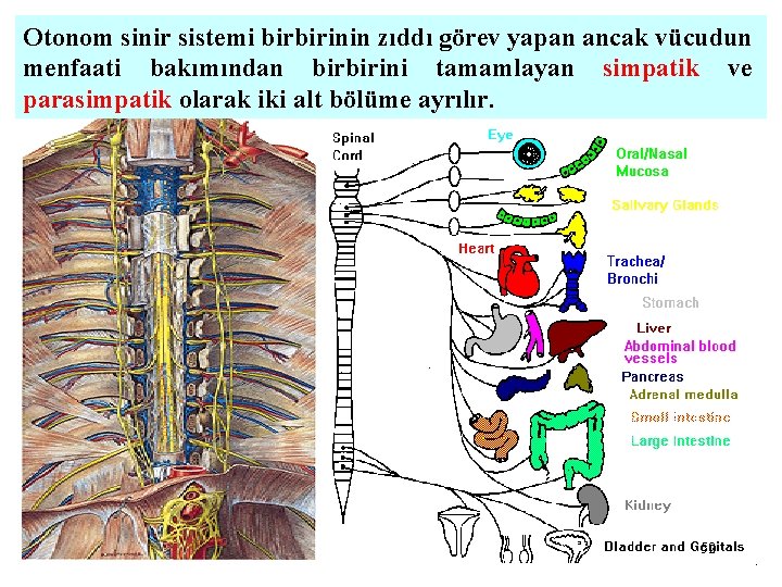 Otonom sinir sistemi birbirinin zıddı görev yapan ancak vücudun menfaati bakımından birbirini tamamlayan simpatik