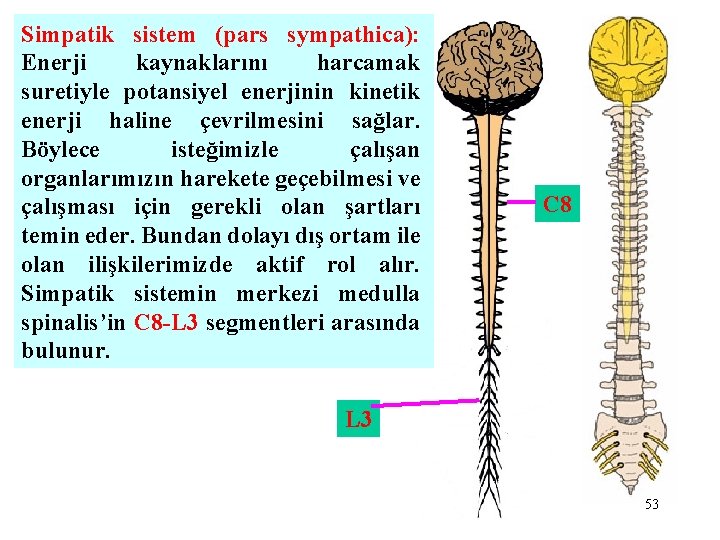 Simpatik sistem (pars sympathica): Enerji kaynaklarını harcamak suretiyle potansiyel enerjinin kinetik enerji haline çevrilmesini