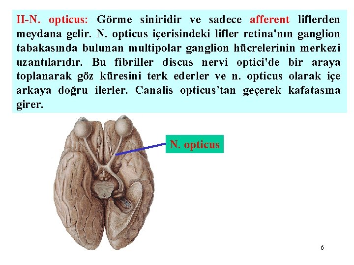 II-N. opticus: Görme siniridir ve sadece afferent liflerden meydana gelir. N. opticus içerisindeki lifler