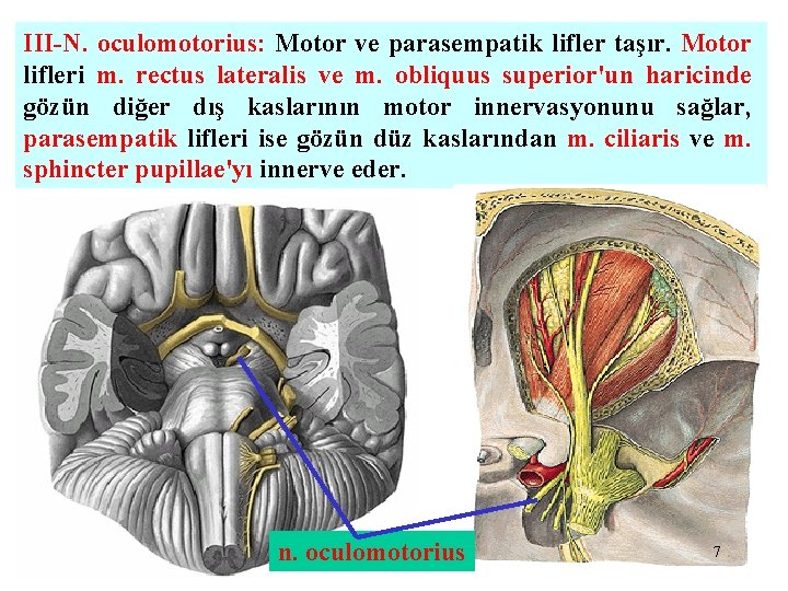 III-N. oculomotorius: Motor ve parasempatik lifler taşır. Motor lifleri m. rectus lateralis ve m.