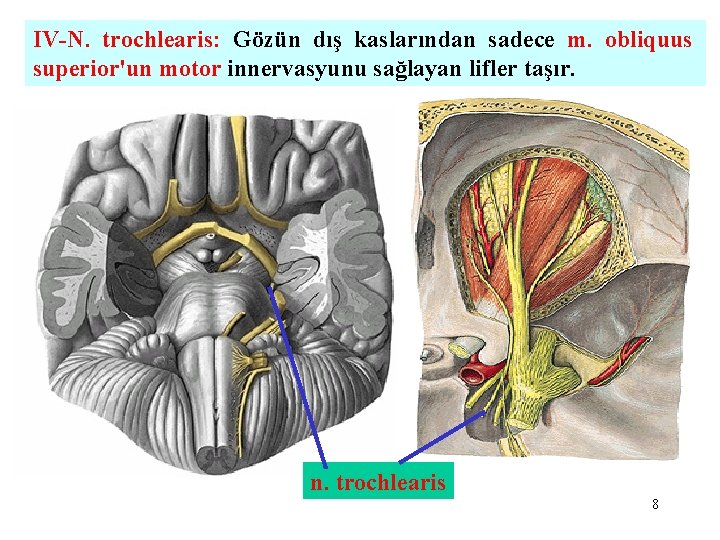 IV-N. trochlearis: Gözün dış kaslarından sadece m. obliquus superior'un motor innervasyunu sağlayan lifler taşır.