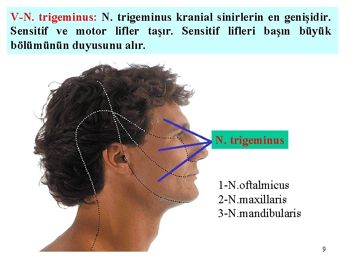 V-N. trigeminus: N. trigeminus kranial sinirlerin en genişidir. Sensitif ve motor lifler taşır. Sensitif