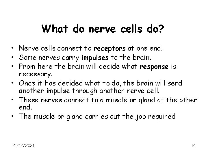 What do nerve cells do? • Nerve cells connect to receptors at one end.