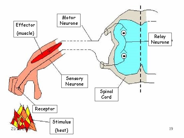 Motor Neurone Effector (muscle) Relay Neurone Sensory Neurone Spinal Cord Receptor Stimulus 21/12/2021 (heat)