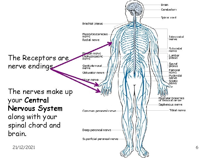 The Receptors are nerve endings. The nerves make up your Central Nervous System along