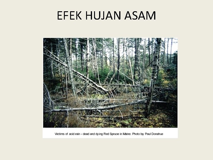 EFEK HUJAN ASAM 