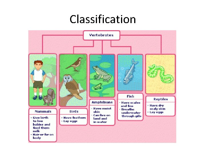 Classification 