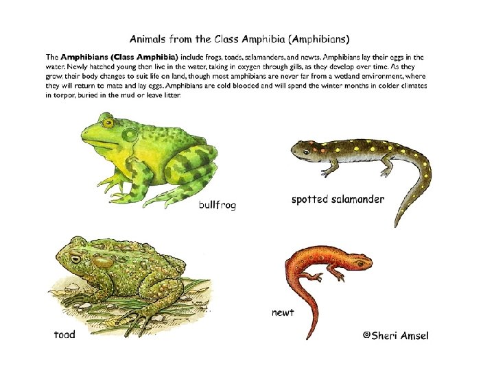 Classification Amphibians The Class Amphibia or amphibians includes