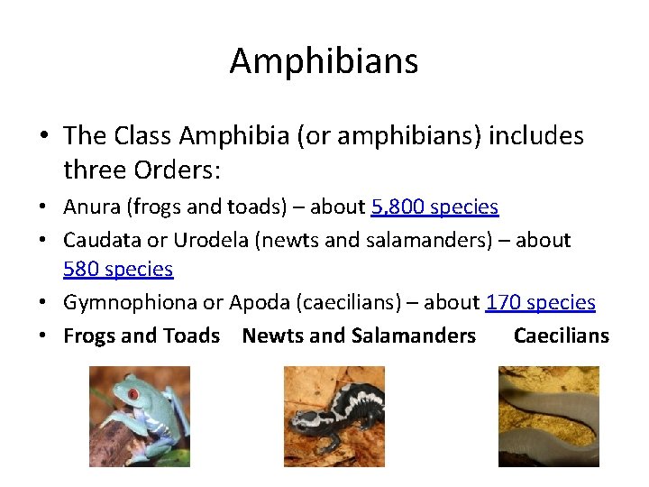 Amphibians • The Class Amphibia (or amphibians) includes three Orders: • Anura (frogs and
