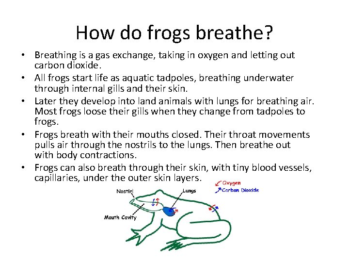How do frogs breathe? • Breathing is a gas exchange, taking in oxygen and