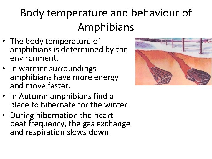 Body temperature and behaviour of Amphibians • The body temperature of amphibians is determined