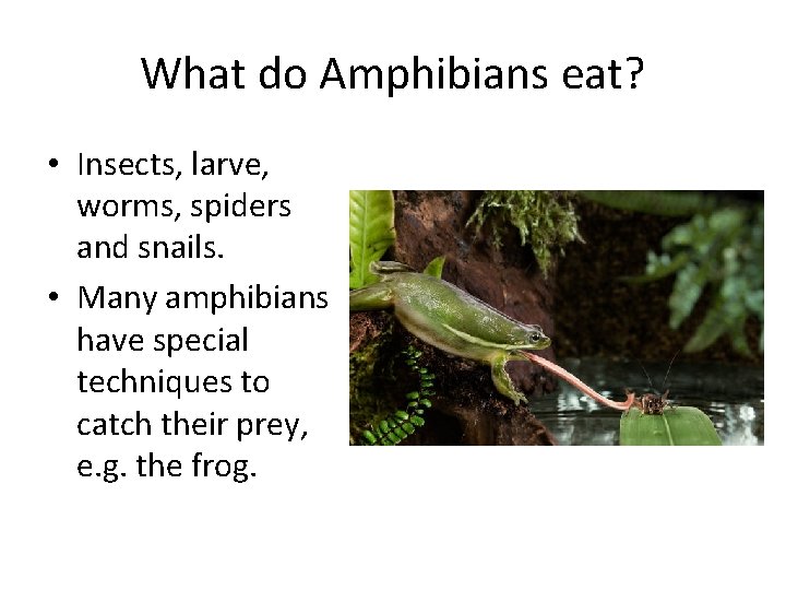 What do Amphibians eat? • Insects, larve, worms, spiders and snails. • Many amphibians