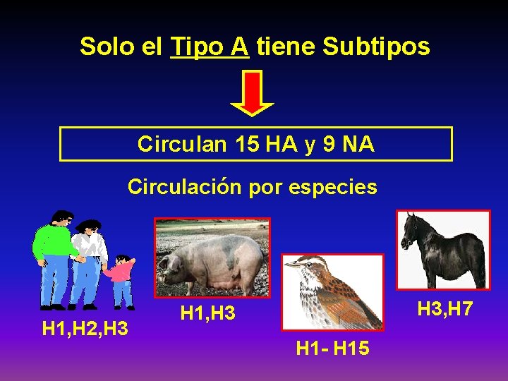 Solo el Tipo A tiene Subtipos Circulan 15 HA y 9 NA Circulación por