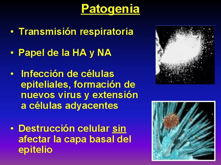 Patogenia • Transmisión respiratoria • Papel de la HA y NA • Infección de