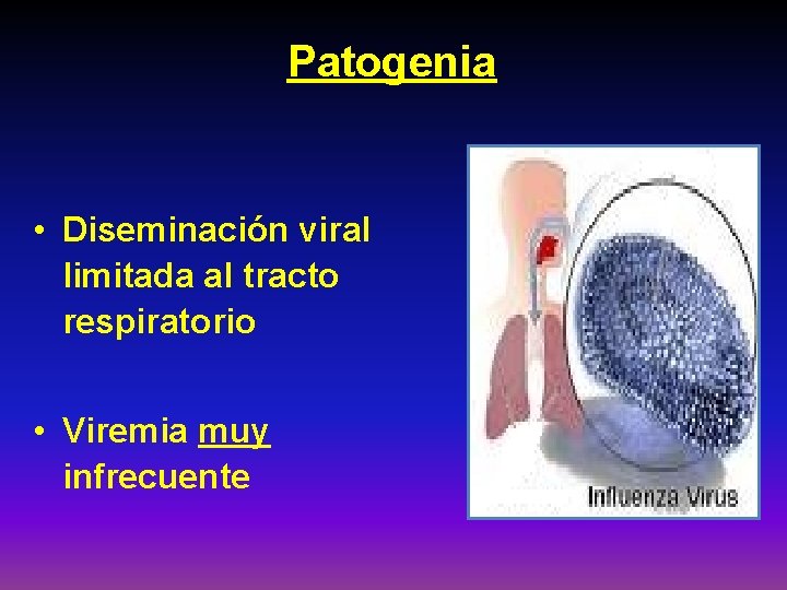 Patogenia • Diseminación viral limitada al tracto respiratorio • Viremia muy infrecuente 