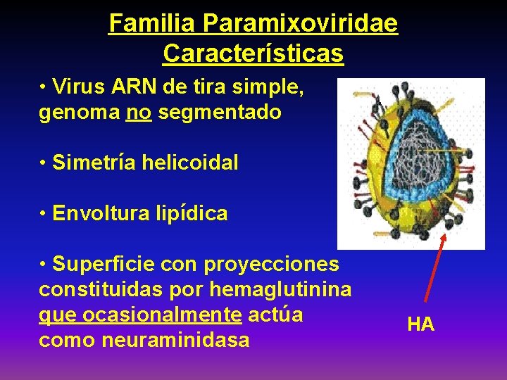 Familia Paramixoviridae Características • Virus ARN de tira simple, genoma no segmentado • Simetría