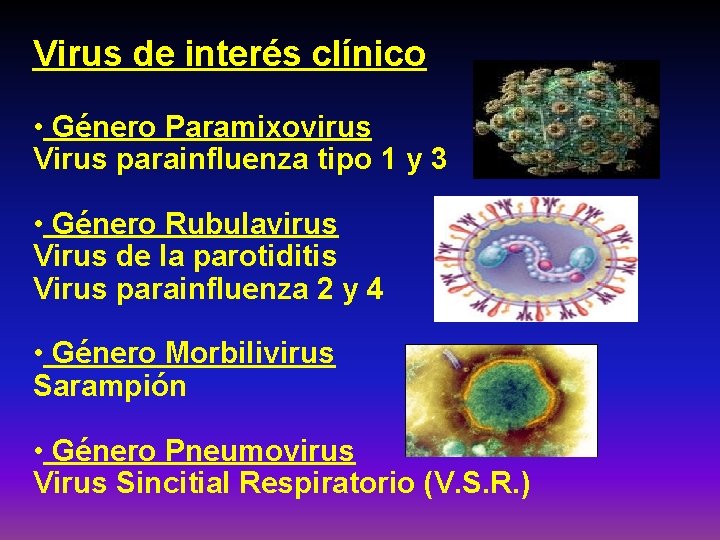 Virus de interés clínico • Género Paramixovirus Virus parainfluenza tipo 1 y 3 •