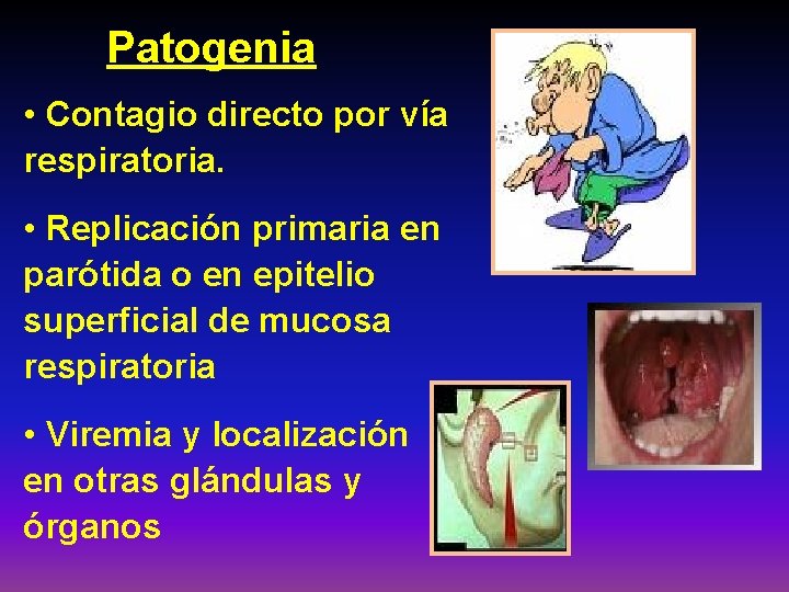 Patogenia • Contagio directo por vía respiratoria. • Replicación primaria en parótida o en