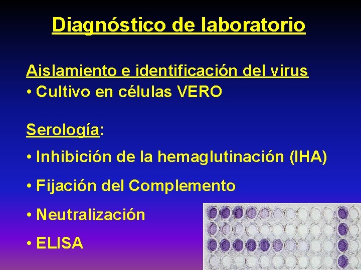 Diagnóstico de laboratorio Aislamiento e identificación del virus • Cultivo en células VERO Serología: