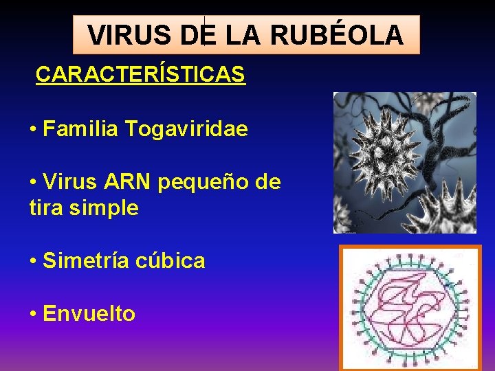 VIRUS DE LA RUBÉOLA CARACTERÍSTICAS • Familia Togaviridae • Virus ARN pequeño de tira