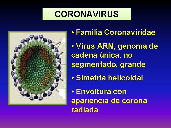 CORONAVIRUS • Familia Coronaviridae • Virus ARN, genoma de cadena única, no segmentado, grande