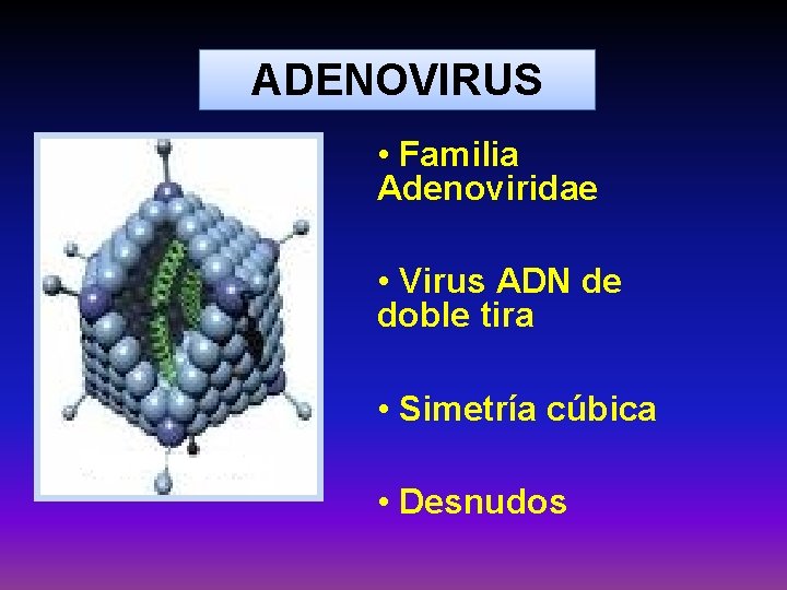 ADENOVIRUS • Familia Adenoviridae • Virus ADN de doble tira • Simetría cúbica •