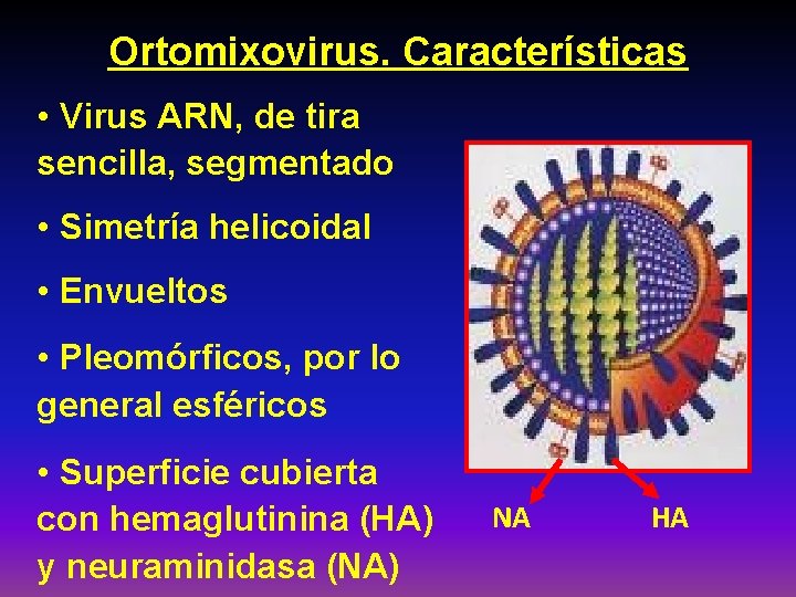 Ortomixovirus. Características • Virus ARN, de tira sencilla, segmentado • Simetría helicoidal • Envueltos