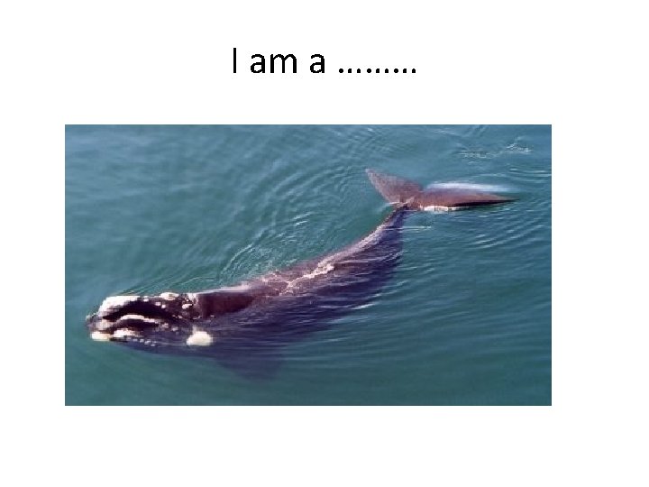 Deep Blue Sea Science Olympiad 2014 What type