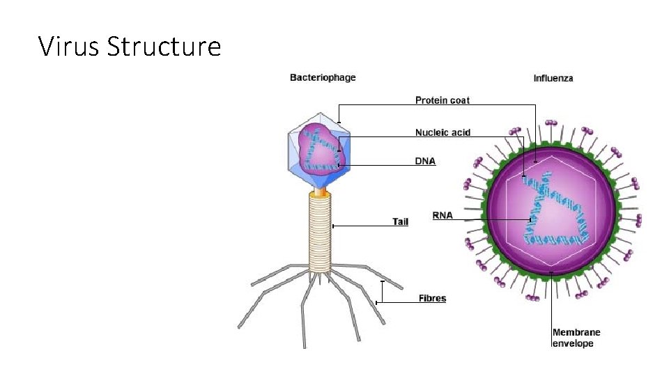Virus Structure 