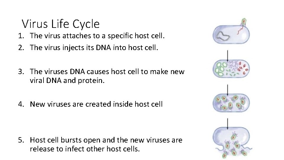 Virus Life Cycle 1. The virus attaches to a specific host cell. 2. The