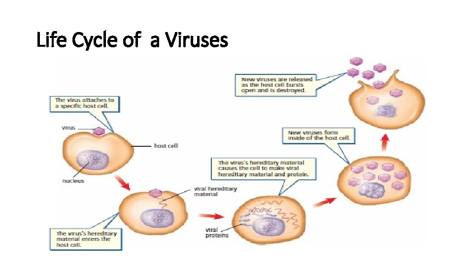 Life Cycle of a Viruses 
