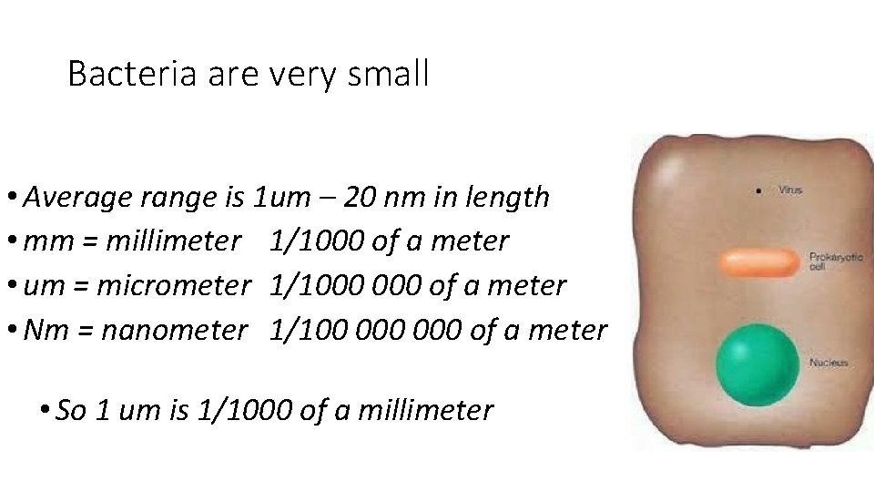 Bacteria are very small • Average range is 1 um – 20 nm in