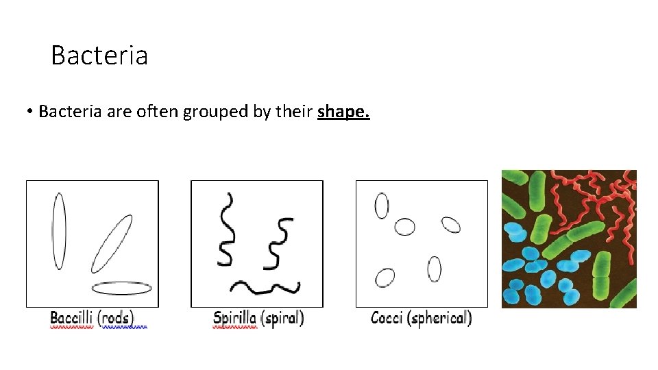 Bacteria • Bacteria are often grouped by their shape. 