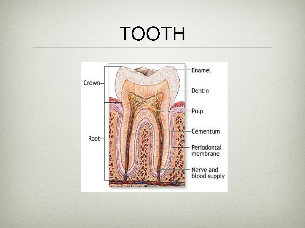 TOOTH 