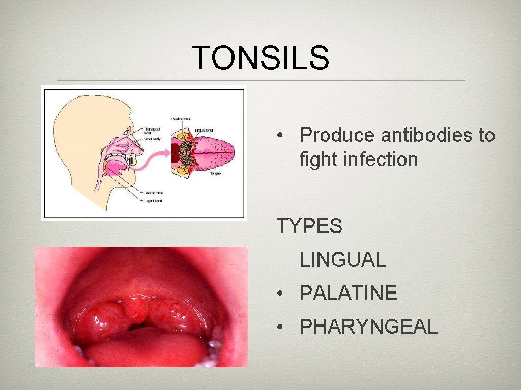 TONSILS • Produce antibodies to fight infection TYPES LINGUAL • PALATINE • PHARYNGEAL 