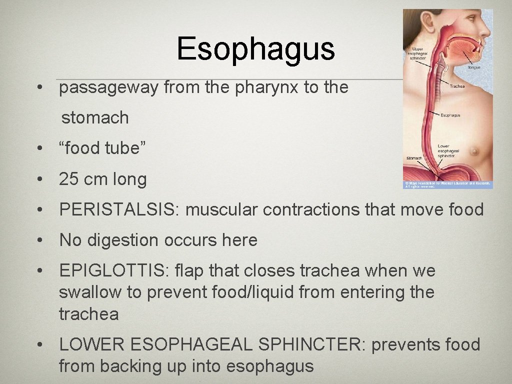 Esophagus • passageway from the pharynx to the stomach • “food tube” • 25