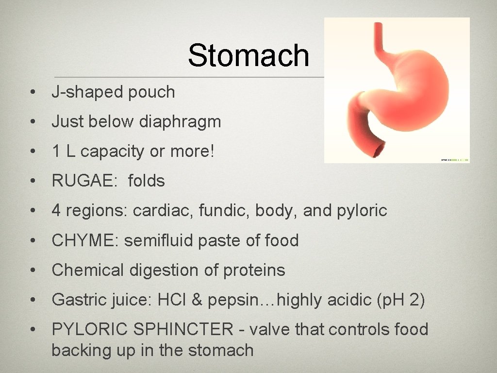 Stomach • J-shaped pouch • Just below diaphragm • 1 L capacity or more!