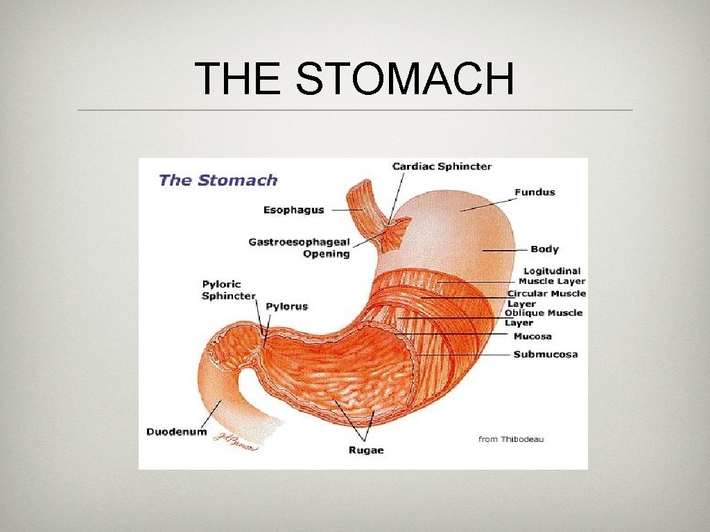 THE STOMACH 