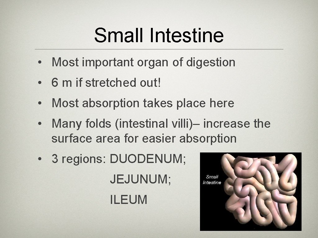 Small Intestine • Most important organ of digestion • 6 m if stretched out!