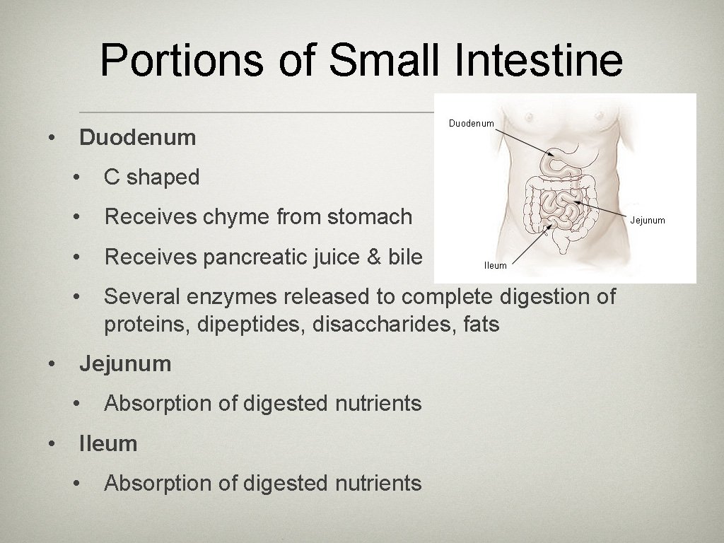 Portions of Small Intestine • • Duodenum • C shaped • Receives chyme from