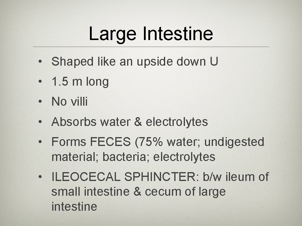 Large Intestine • Shaped like an upside down U • 1. 5 m long