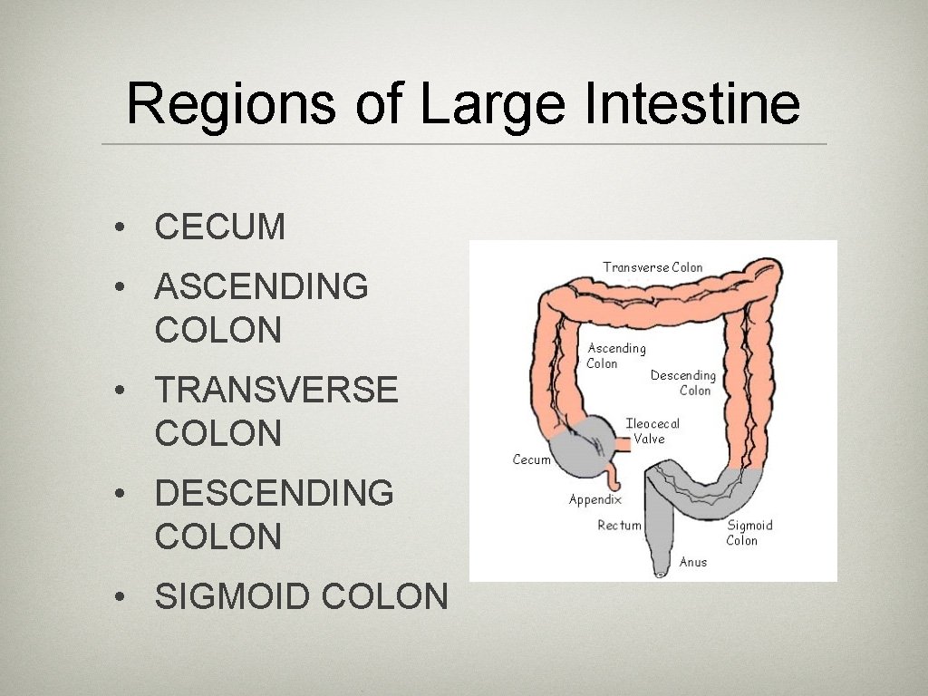 Regions of Large Intestine • CECUM • ASCENDING COLON • TRANSVERSE COLON • DESCENDING