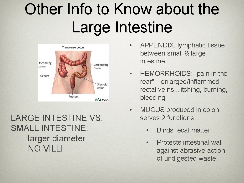 Other Info to Know about the Large Intestine LARGE INTESTINE VS. SMALL INTESTINE: larger