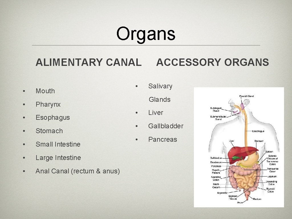 Organs ALIMENTARY CANAL • • Mouth • Stomach • Small Intestine • Large Intestine